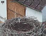 Capi_Dubne_20260917_153503.jpg