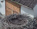 Capi_Dubne_20260917_155003.jpg