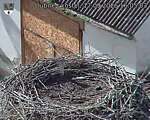 Capi_Dubne_20260917_160503.jpg