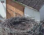 Capi_Dubne_20260917_161003.jpg