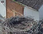 Capi_Dubne_20260917_162503.jpg