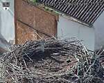 Capi_Dubne_20260917_163503.jpg