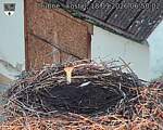 Capi_Dubne_20260918_065002.jpg