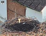 Capi_Dubne_20260918_070003.jpg