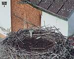 Capi_Dubne_20260918_103003.jpg