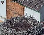 Capi_Dubne_20260918_114003.jpg