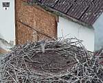 Capi_Dubne_20260918_155503.jpg