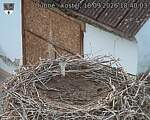 Capi_Dubne_20260918_184004.jpg