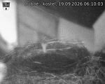 Capi_Dubne_20260919_061003.jpg