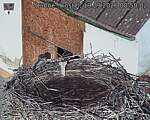 Capi_Dubne_20260919_085003.jpg