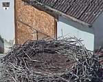Capi_Dubne_20260919_141503.jpg