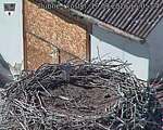 Capi_Dubne_20260919_150504.jpg