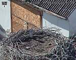 Capi_Dubne_20260919_154004.jpg