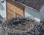 Capi_Dubne_20260919_155502.jpg