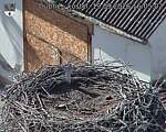 Capi_Dubne_20260919_160503.jpg