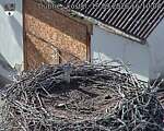Capi_Dubne_20260919_161004.jpg
