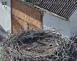Capi_Dubne_20260919_161504.jpg