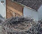 Capi_Dubne_20260919_162004.jpg
