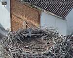 Capi_Dubne_20260919_162503.jpg