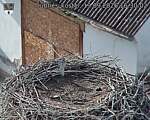 Capi_Dubne_20260919_163002.jpg