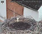 Capi_Dubne_20260921_064003.jpg