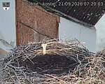 Capi_Dubne_20260921_072003.jpg