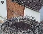 Capi_Dubne_20260921_094503.jpg