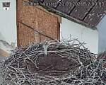 Capi_Dubne_20260921_120003.jpg