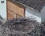 Capi_Dubne_20260921_153003.jpg
