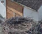 Capi_Dubne_20260921_162503.jpg