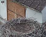 Capi_Dubne_20260921_163504.jpg