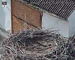 Capi_Dubne_20260921_164503.jpg