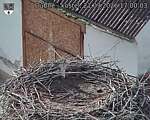 Capi_Dubne_20260921_170003.jpg