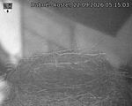 Capi_Dubne_20260922_051503.jpg