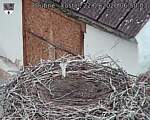 Capi_Dubne_20260922_065003.jpg