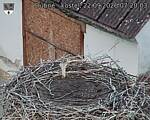 Capi_Dubne_20260922_072003.jpg