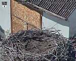 Capi_Dubne_20260923_150003.jpg