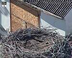 Capi_Dubne_20260923_160004.jpg