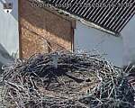 Capi_Dubne_20260923_163004.jpg