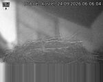 Capi_Dubne_20260924_060604.jpg