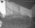 Capi_Dubne_20260925_054003.jpg