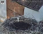 Capi_Dubne_20260925_082503.jpg