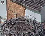 Capi_Dubne_20260925_140004.jpg