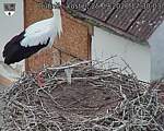 Capi_Dubne_20260925_173003.jpg