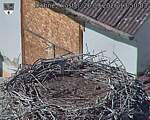Capi_Dubne_20260926_135003.jpg