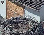 Capi_Dubne_20260926_153503.jpg