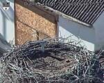 Capi_Dubne_20260926_160503.jpg