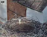 Capi_Dubne_20260927_083002.jpg