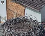 Capi_Dubne_20260927_135003.jpg