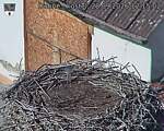 Capi_Dubne_20260928_121502.jpg